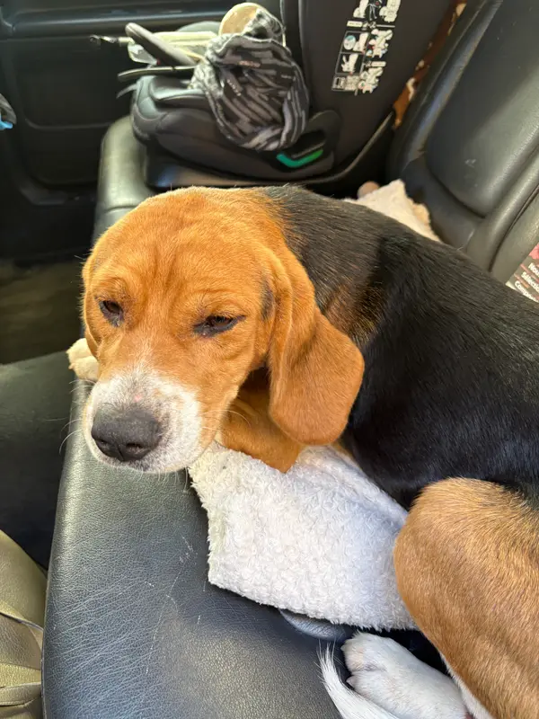 Chien beagle