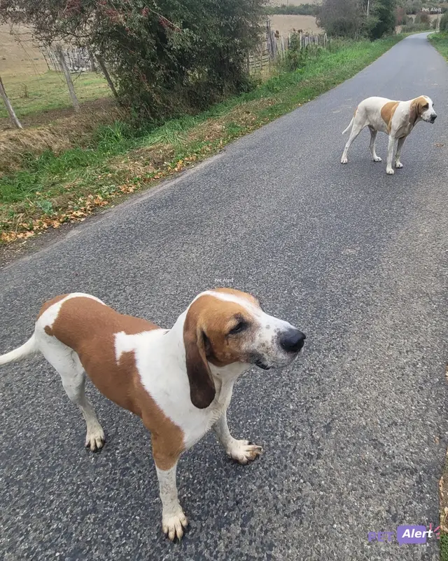 Chien blanc, marron