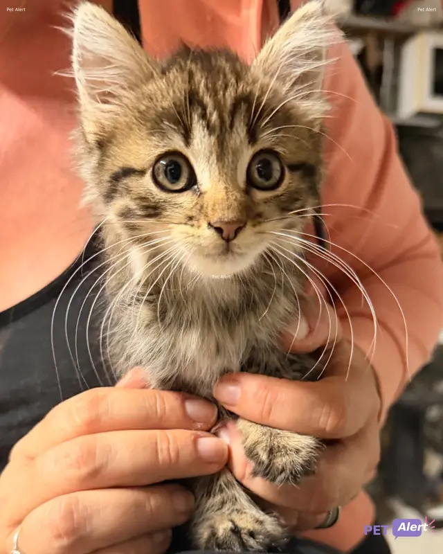 Chat tigré