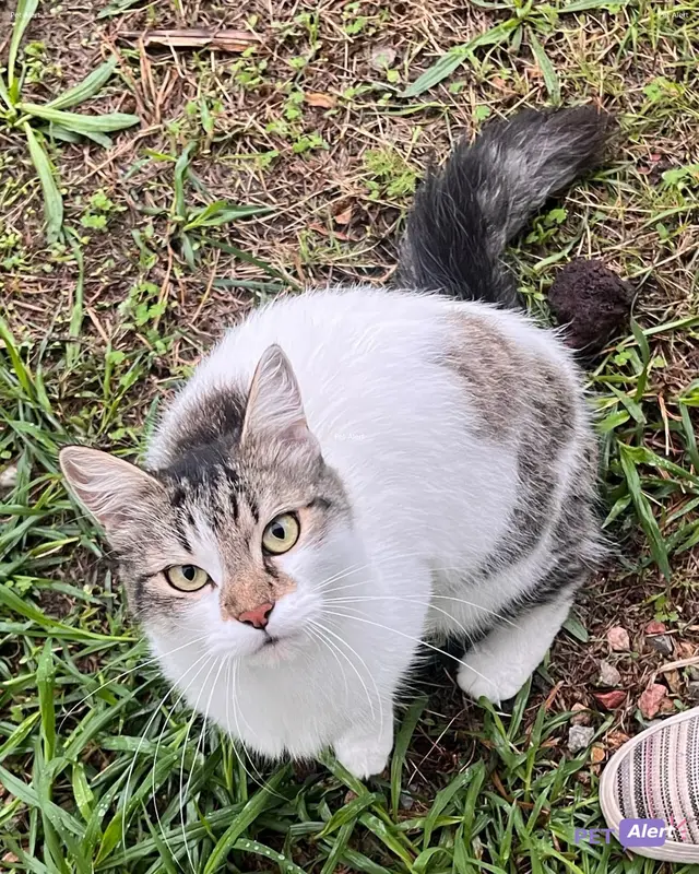 Chat tricolore