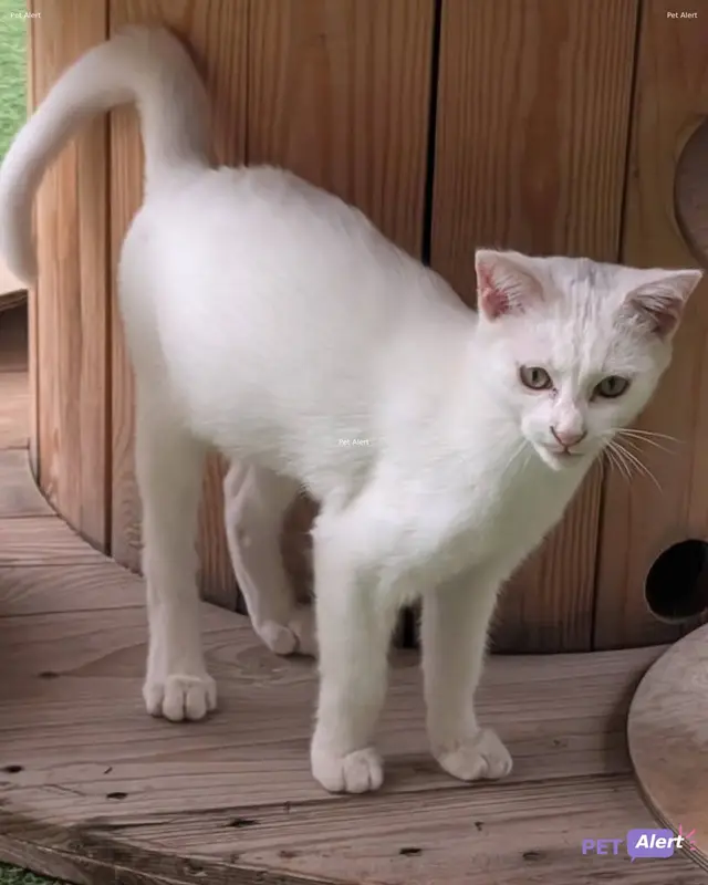Chat blanc