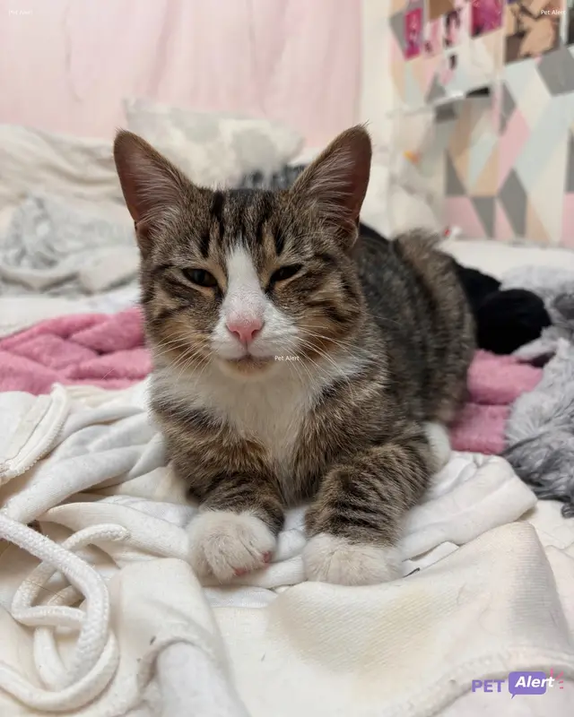 Chat européen