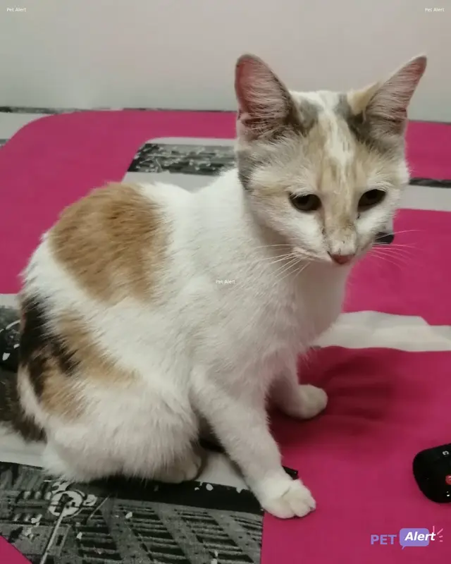 Chat européen
