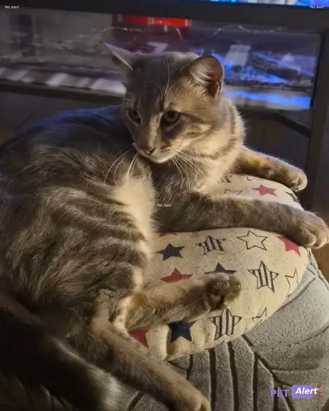 Chat