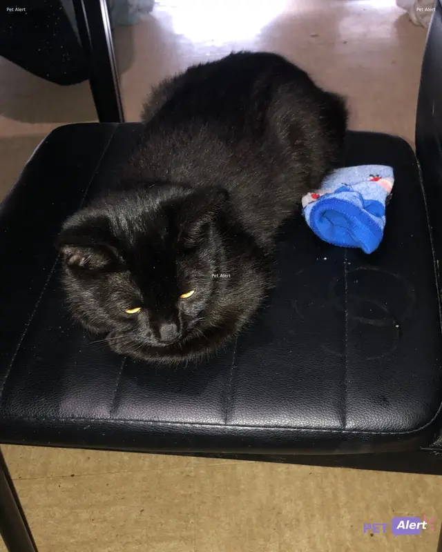 Chat européen