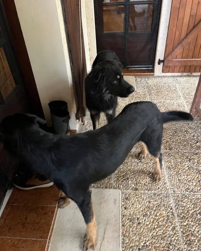 Chien noir