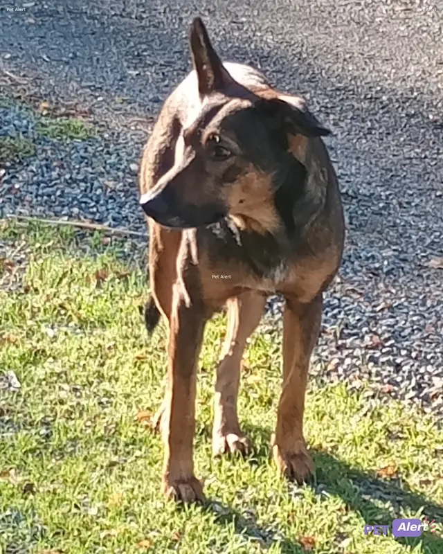 Chien marron, noir