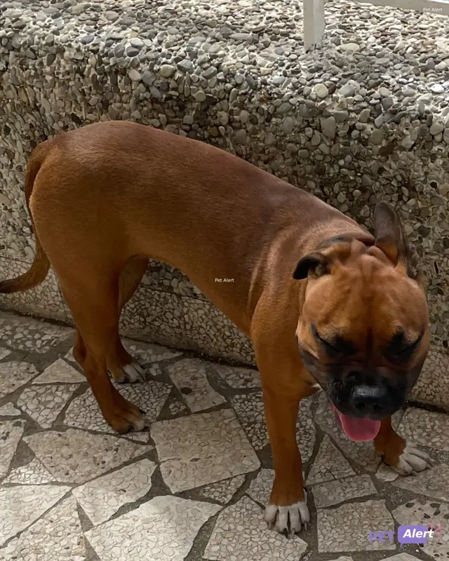 Chien american staffordshire terrier