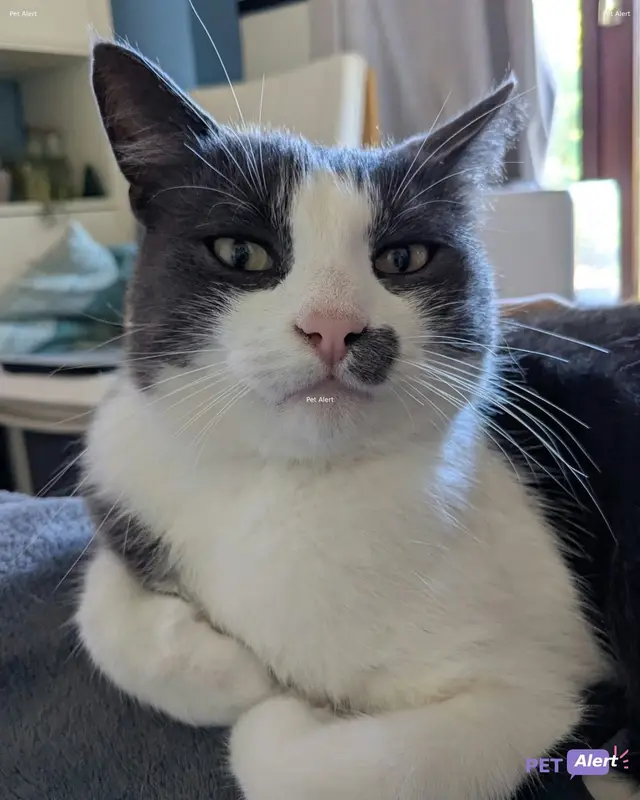Chat européen · Saïko