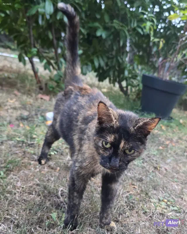 Chat écaille de tortue