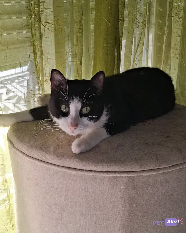 Chat noir, blanc · Ipso
