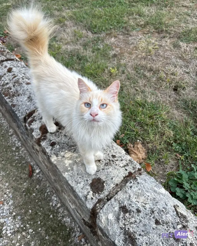 Chat blanc, beige