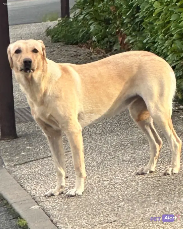 Chien labrador retriever