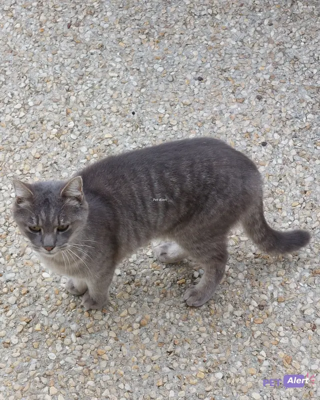 Chat européen