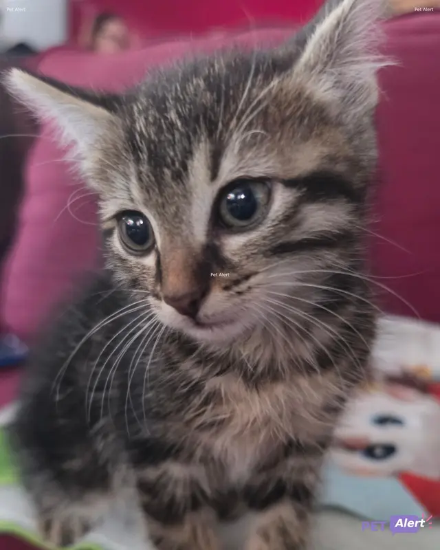 Chat européen