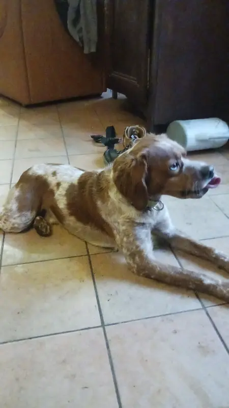 Chien épagneul breton