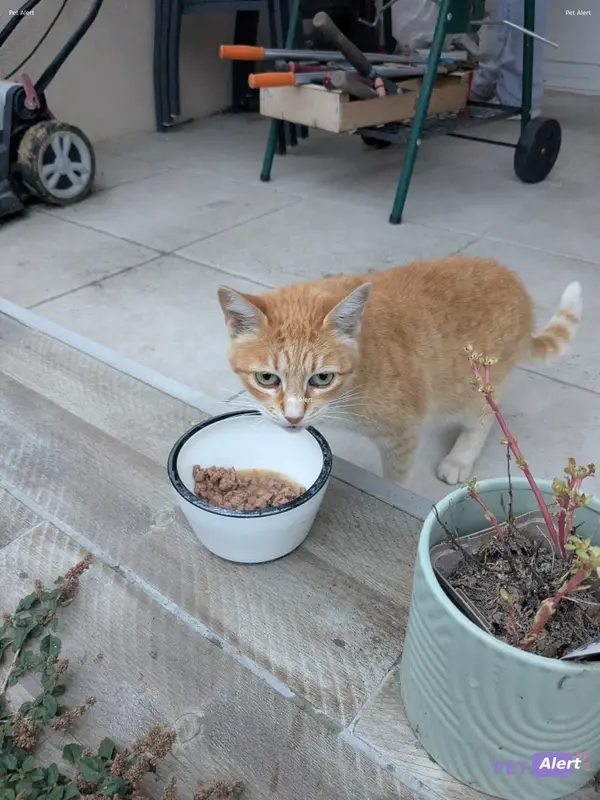 Chat roux