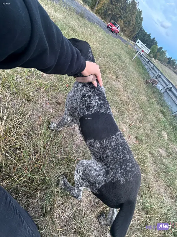 Chien pointer anglais