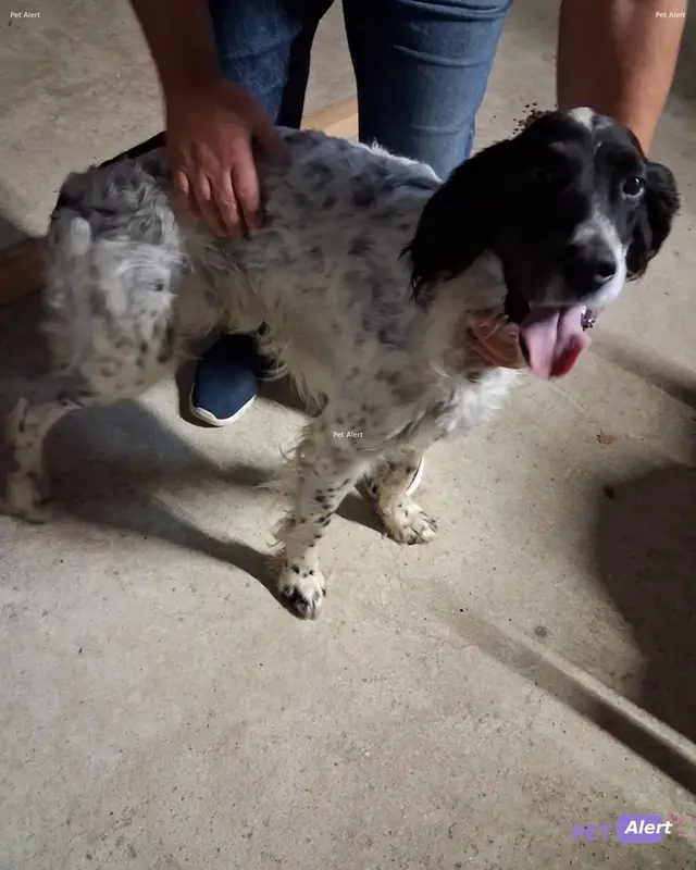 Chien setter anglais