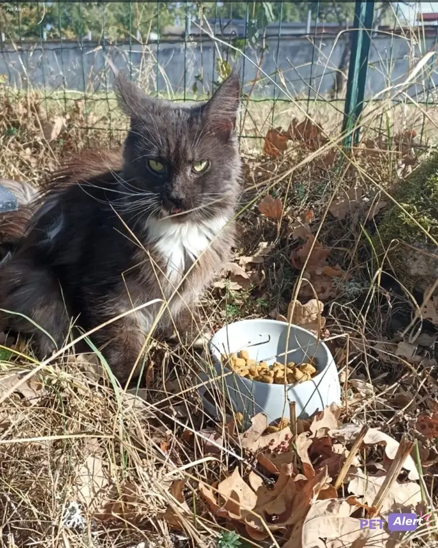 Chat maine coon