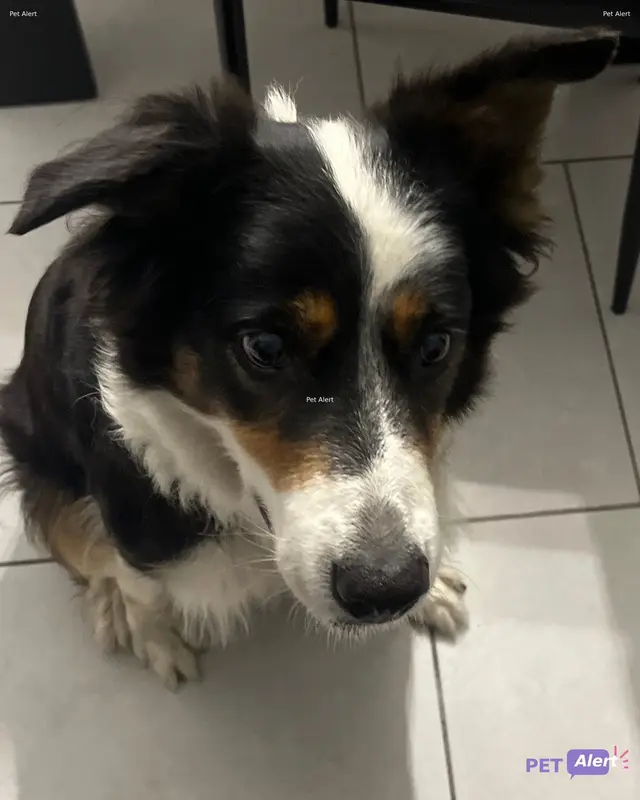 Chien border collie