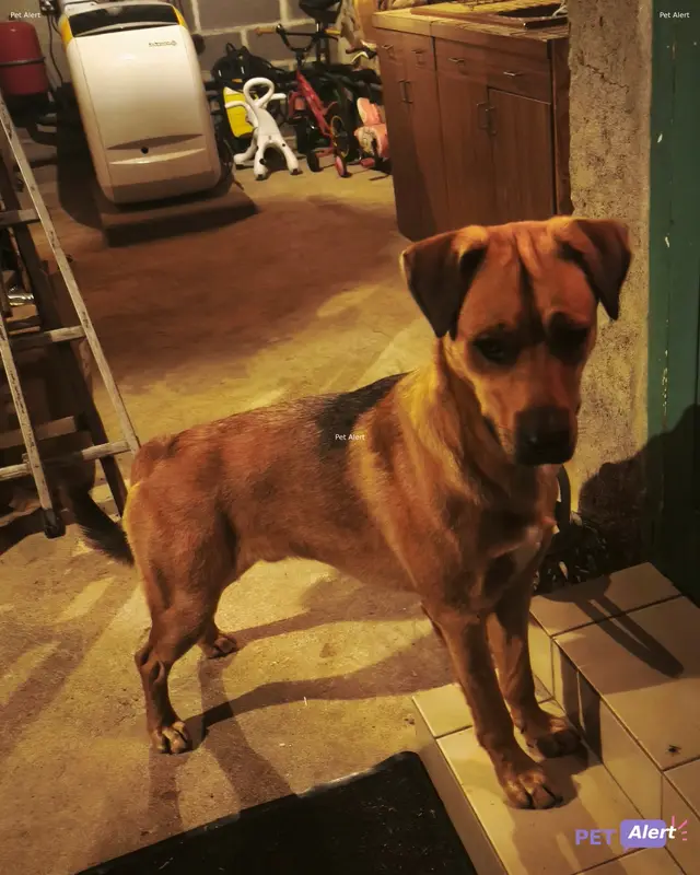 Chien fauve