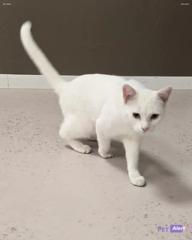 Chat blanc