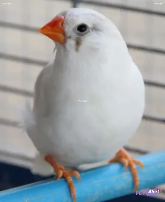 Animal other bird