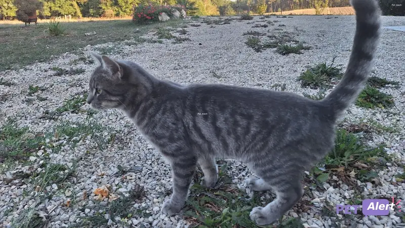 Chat européen