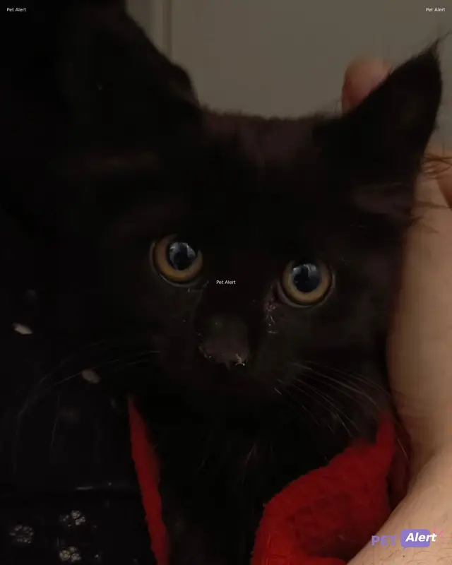 Chat noir
