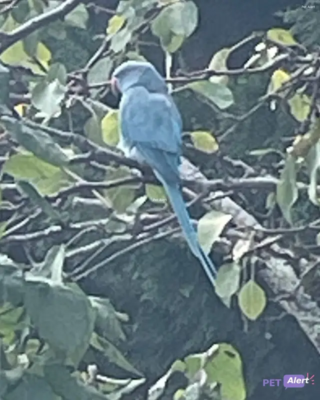 Animal parakeet