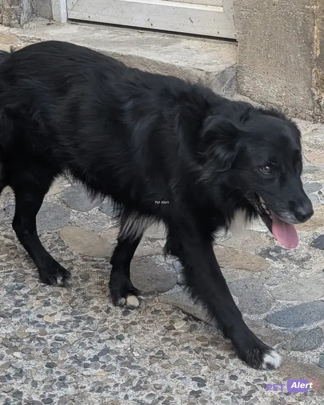Chien noir, blanc
