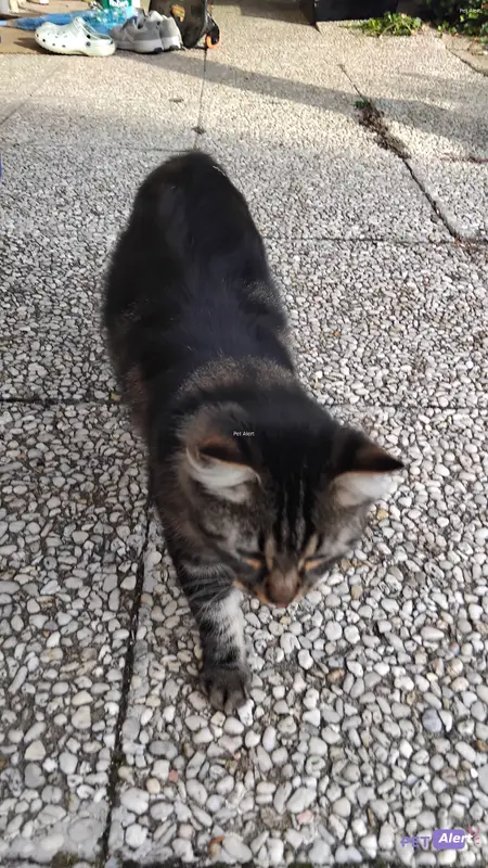 Chat noir, gris