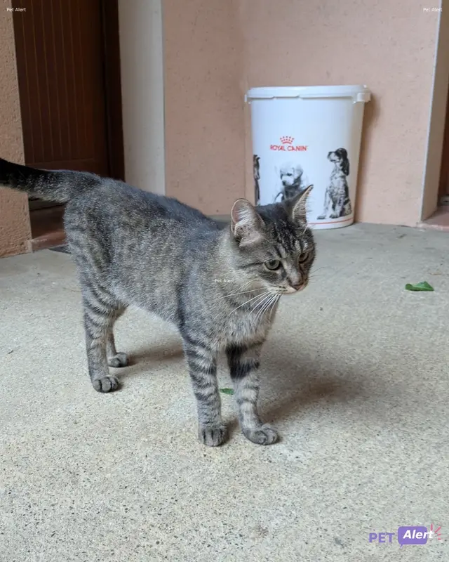Chat tigré