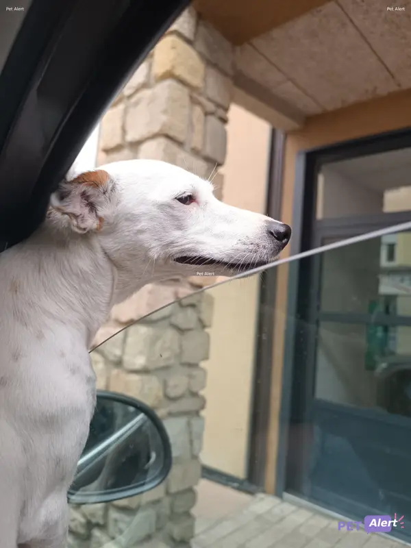 Chien blanc