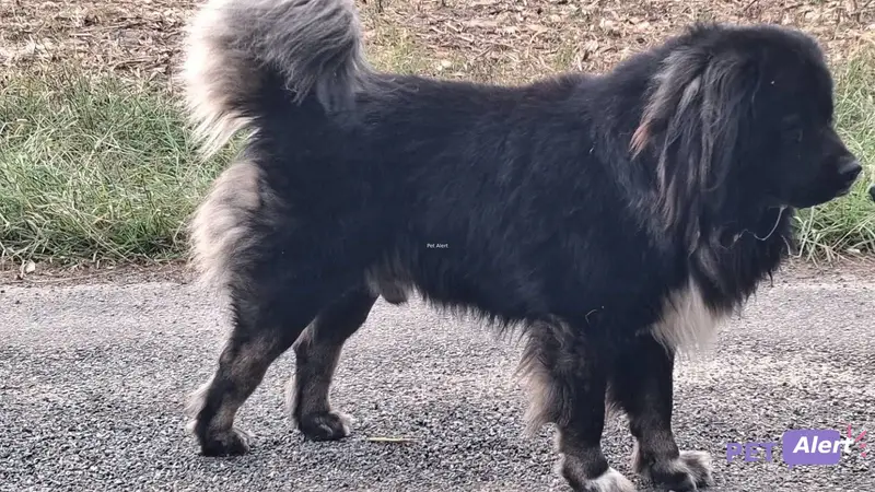 Chien dogue du tibet