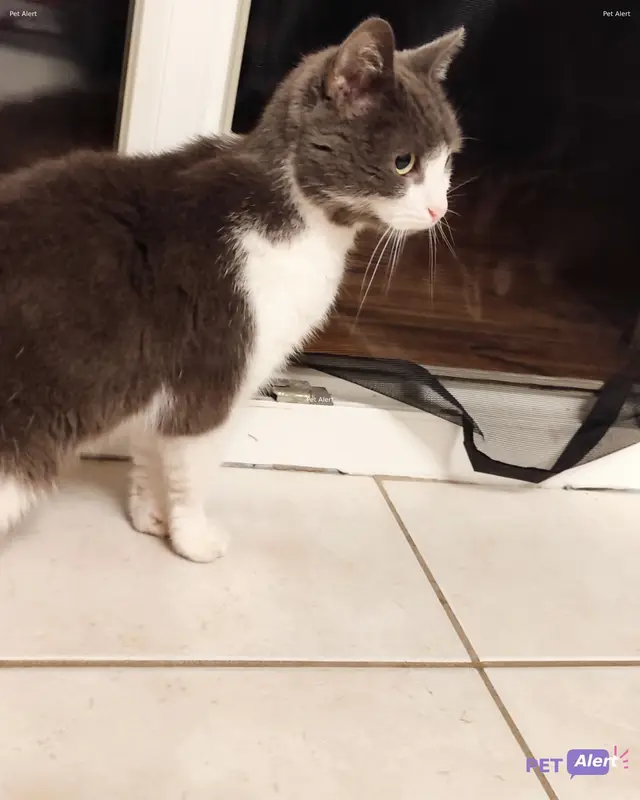Chat européen