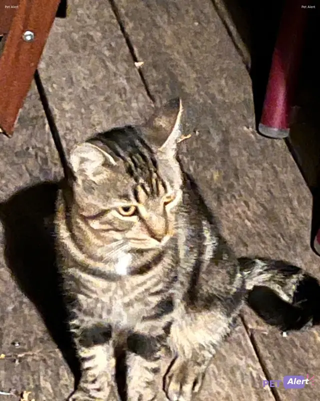 Chat européen