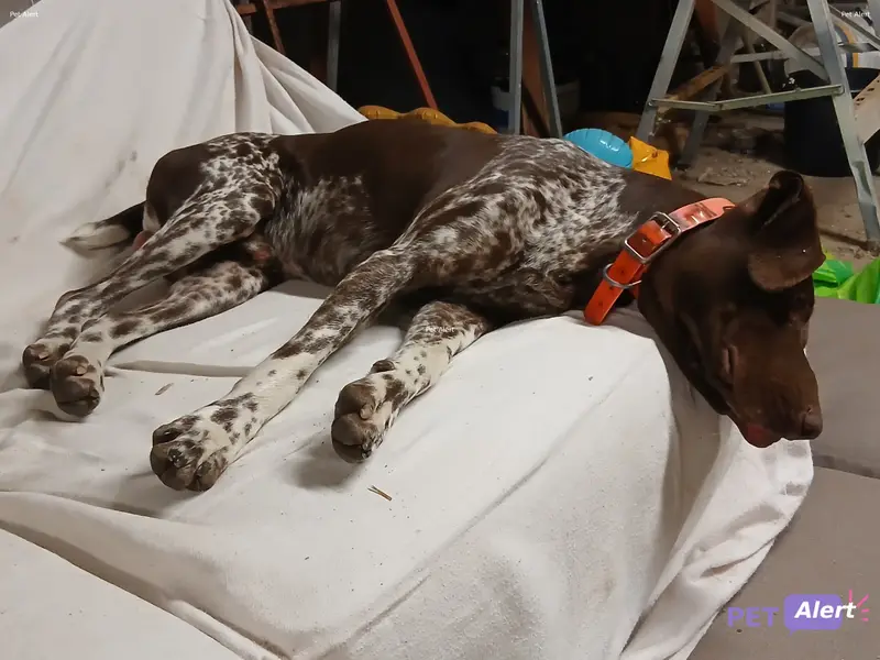 Chien marron