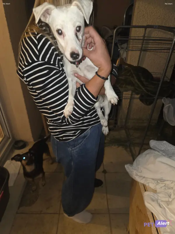 Chien jack russell