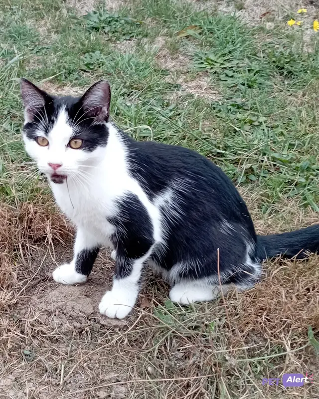 Chat noir, blanc