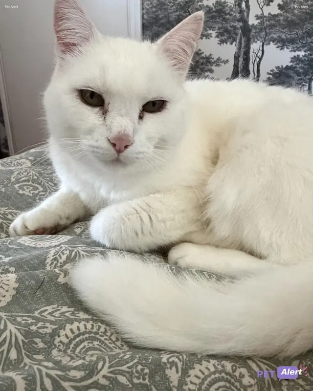 Chat européen · Gloupy