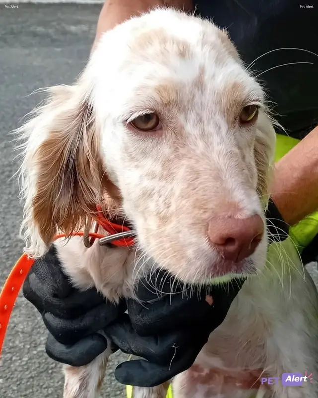 Chien setter anglais