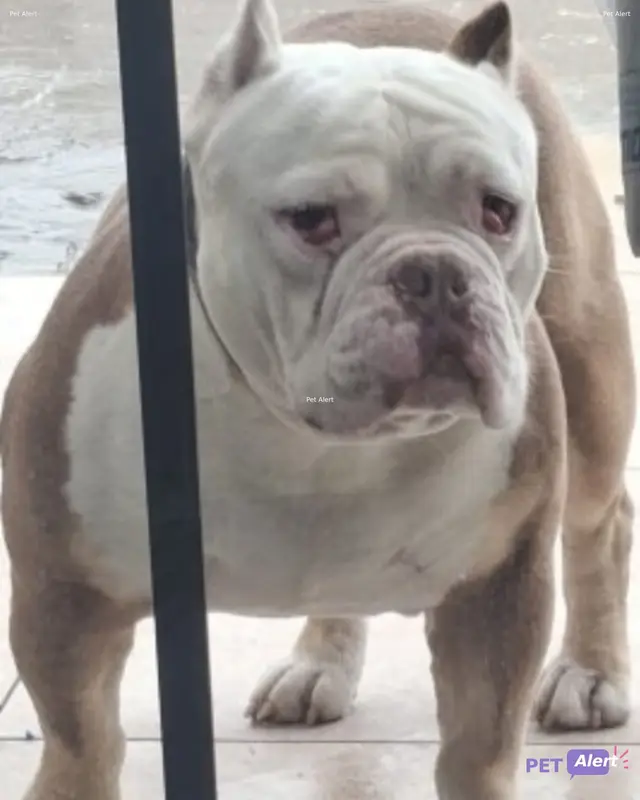 Chien blanc