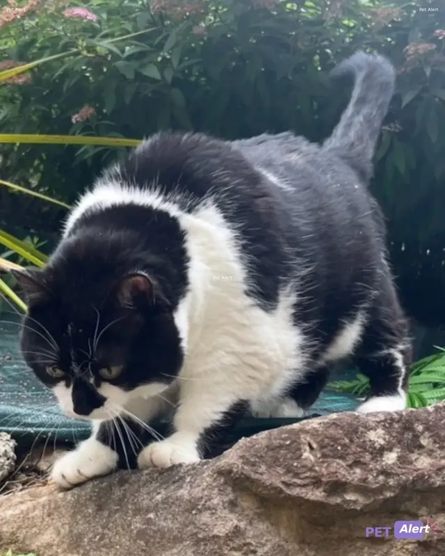 Chat noir, blanc · Mimi