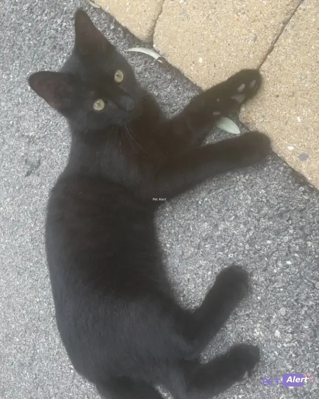 Chat européen