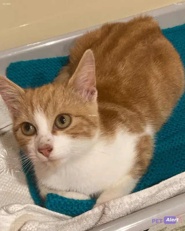 Chat roux