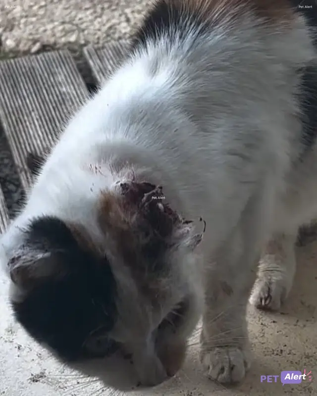 Chat tricolore