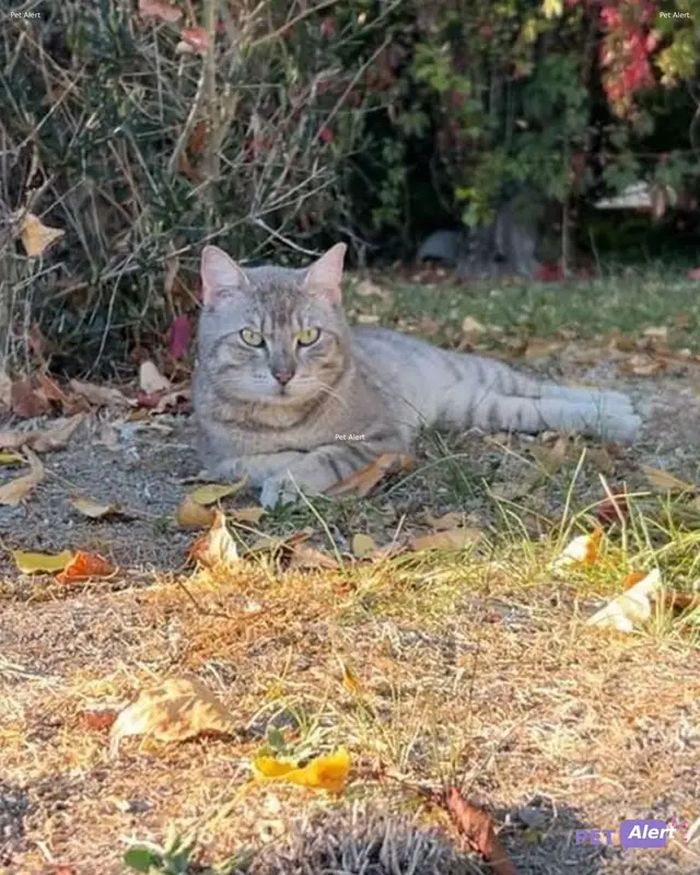 Chat beige, gris, tigré