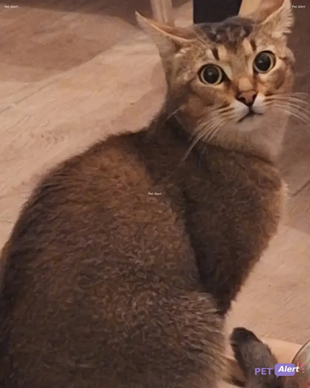 Chat fauve, gris